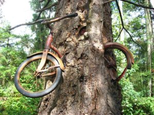 Bike in the tree on Vashon Island