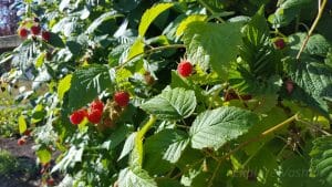 Tours to Explore Vashon Island. Berries on Vashon