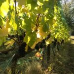 Alli Lanphear Vineyard & Winery - Vines on Vashon Island