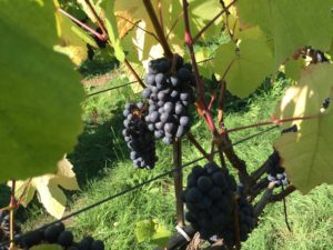Maury Island Winery grapes - Vashon Island WA
