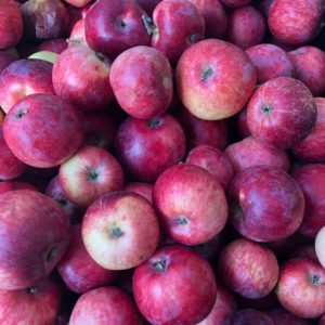 Nashi Orchards Vashon Island - fresh apples