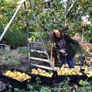 Nashi Orchards Vashon Island - Picking fruit