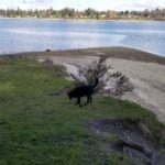 Vashon Island beach - Jensen Point