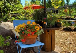 little bird gardens boutique nursery vashon island