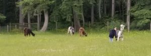 Vashon Island Llamas - Vashon Island fun and camps
