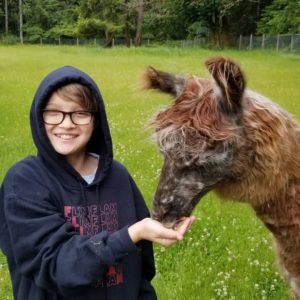 Vashon Island Llamas - kids, families, adults