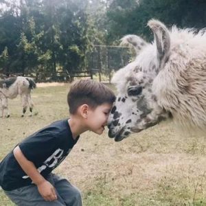 Vashon Island Llamas - kids, families, adults